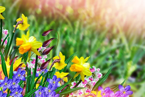 Красивые весенние цветы нарциссы. желтые цветы . — стоковое фото