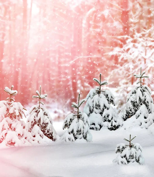 Floresta de Inverno. Paisagem de inverno. Neve árvores cobertas — Fotografia de Stock