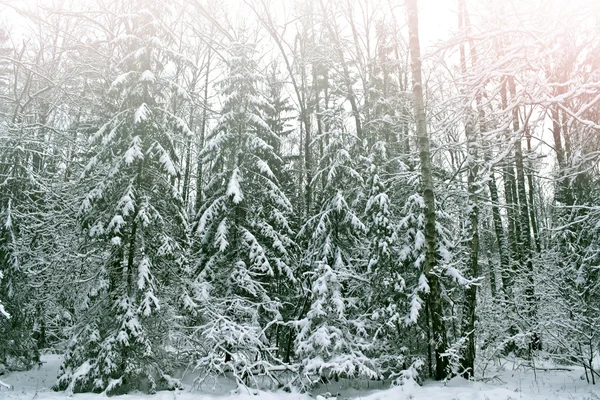 Floresta de Inverno. Paisagem de inverno. Neve árvores cobertas — Fotografia de Stock