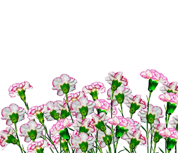 Ramo de flores clavel . — Foto de Stock