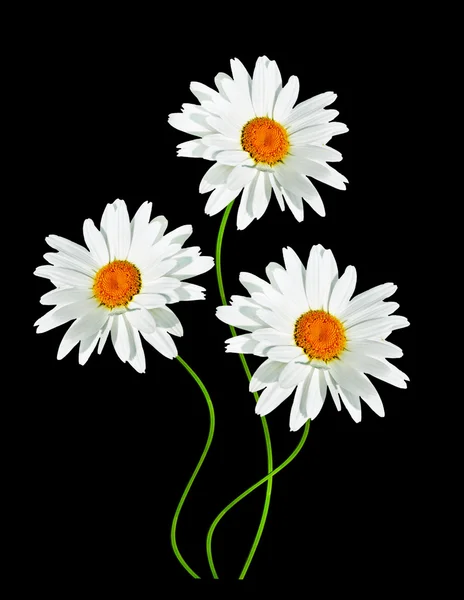 Daisies summer white flower isolated on black background. — Stock Photo, Image