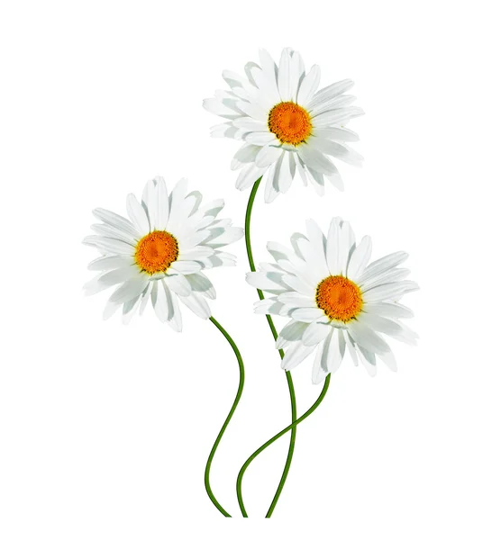 Daisies summer white flower isolated on white background. — Stock Photo, Image