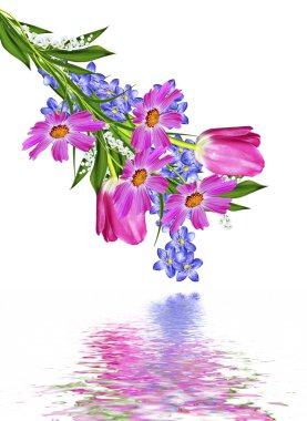 bahar çiçekleri beyaz arkaplanda izole laleler