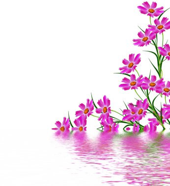 Beyaz arkaplanda izole edilmiş kozmos çiçekleri. 