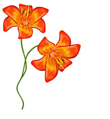 Çiçek zambağı beyaz arkaplanda izole edildi. 