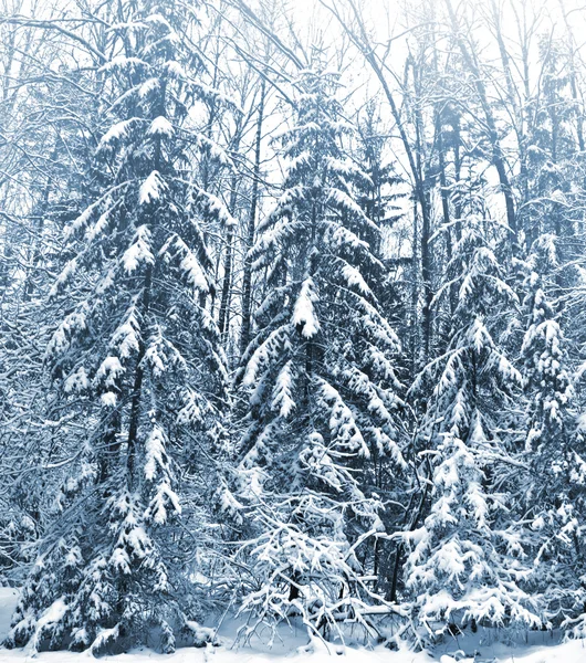 冬天的森林。冬季景观。冰雪覆盖的树木 — 图库照片