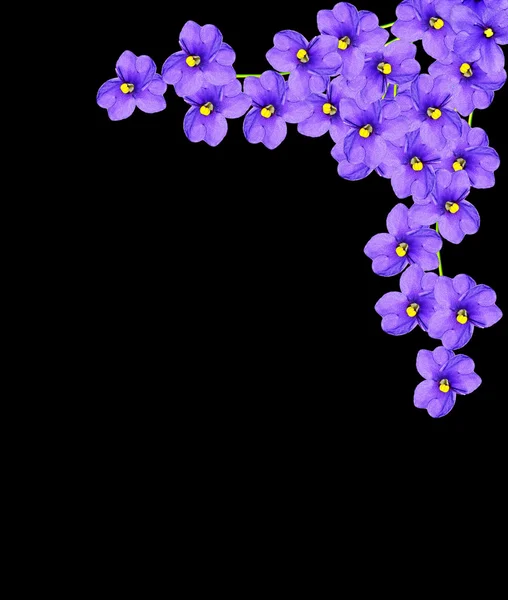 Bouquet de fleurs colorées de violettes . — Photo