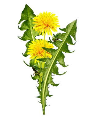 Karahindiba çiçekleri beyaz arkaplanda izole