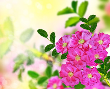  Hassas yabani gül Bahçe çiçek