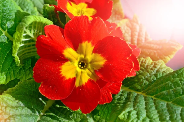 Floral background with beautiful bright spring flowers primrose. — Stock Photo, Image