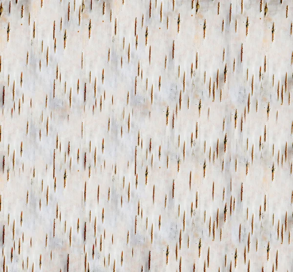 Kora brzozy tło — Zdjęcie stockowe