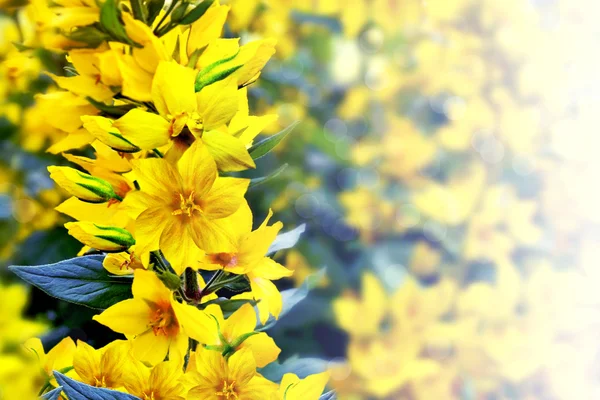 夏日风景与黄色的野花 — 图库照片