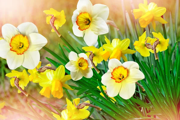 Paesaggio primaverile. bellissimi narcisi di fiori primaverili . — Foto Stock