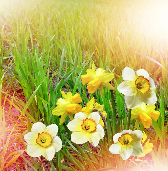 Sommerlandschaft. Narzissen blühen. zarte Frühlingsblumen — Stockfoto