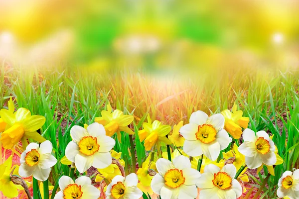 Krásný jarní květy narcisů. žluté květy. — Stock fotografie