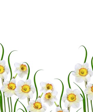 våren blommor narcissus isolerad på vit bakgrund