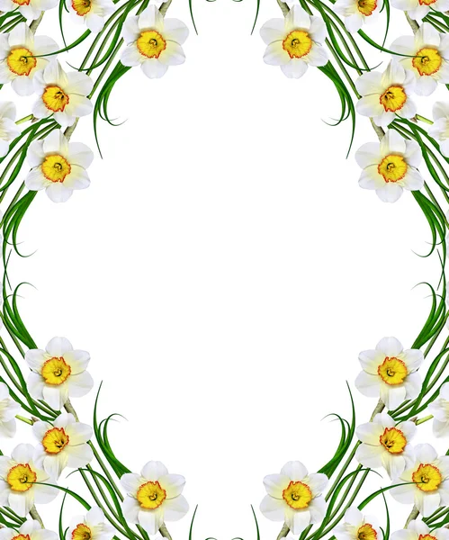 Primavera flores narciso aislado sobre fondo blanco — Foto de Stock