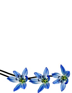 bahar beyaz zemin üzerine izole kardelen çiçek