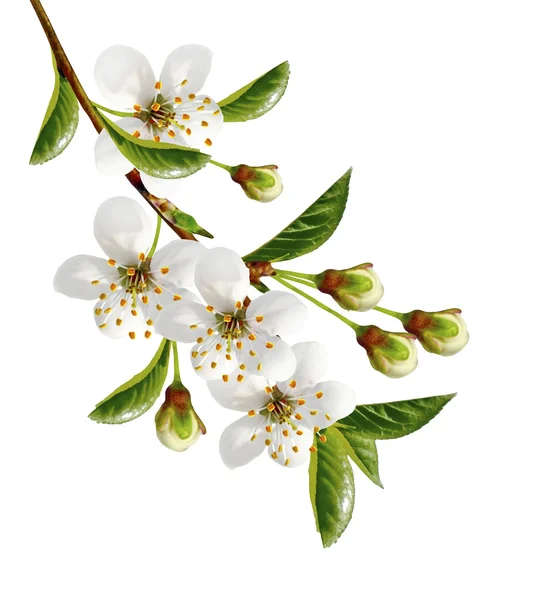 Branche de fleurs de cerisier isolé sur fond blanc . — Photo