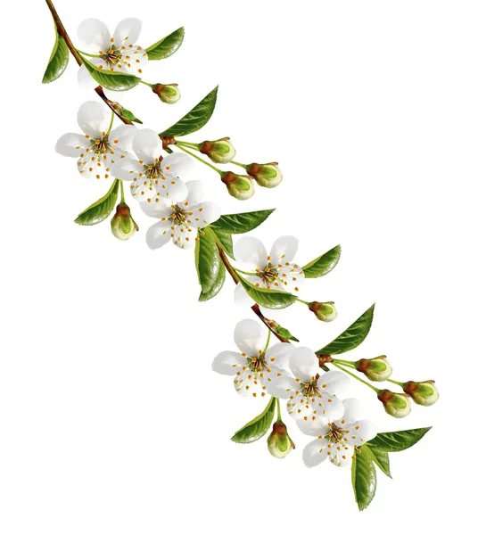 Branch of cherry blossoms isolated on white background. — Stock Photo, Image