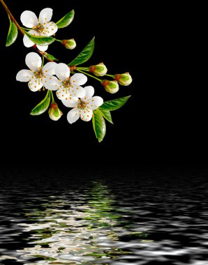 Çiçekli kiraz. Bahar çiçekli Bahçe.