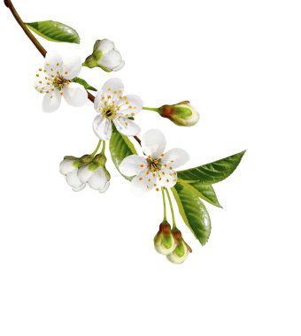 kiraz çiçekleri beyaz arka plan üzerinde izole Şubesi.