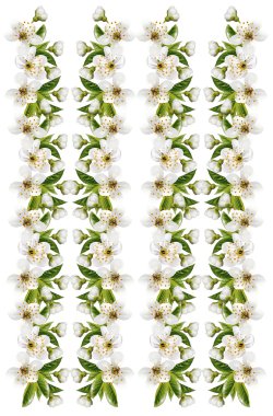 kiraz çiçekleri beyaz arka plan üzerinde izole Şubesi.