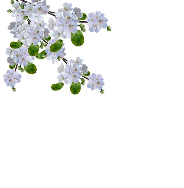 흰 사과 꽃 가지 — 스톡 사진