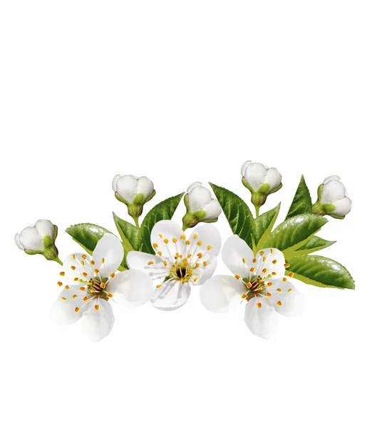 Ramo di fiori di ciliegio isolato su sfondo bianco . — Foto Stock