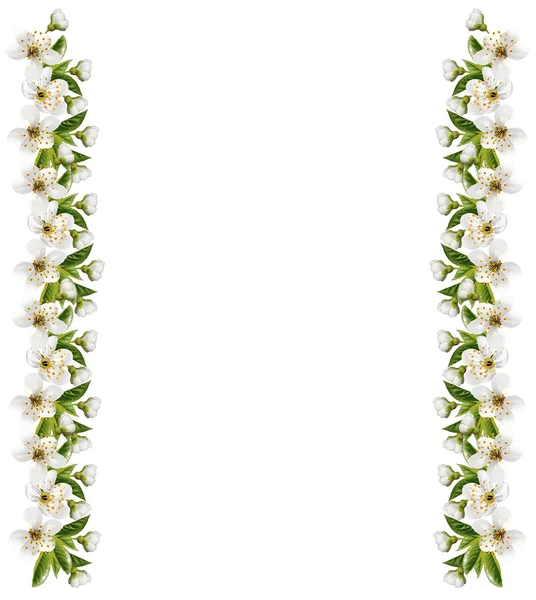 Υποκατάστημα της κερασιάς άνθη που απομονώνονται σε λευκό φόντο. — Φωτογραφία Αρχείου