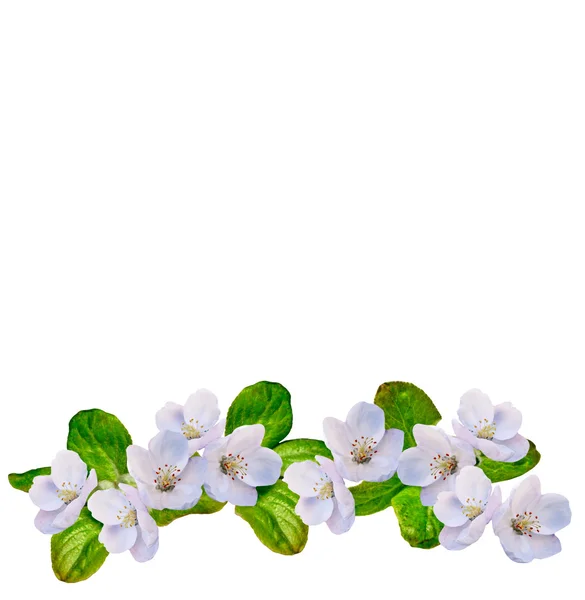 Fehér alma virágok ág — Stock Fotó