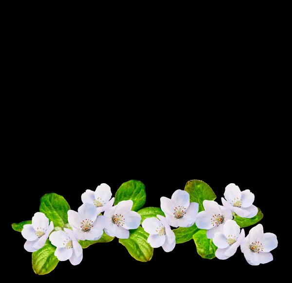 Fehér alma virágok ág — Stock Fotó