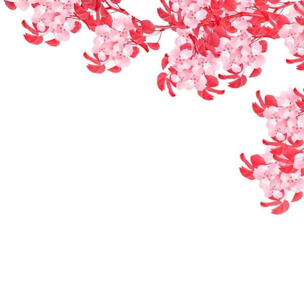 Zweig mit weißen Birnenblüten — Stockfoto