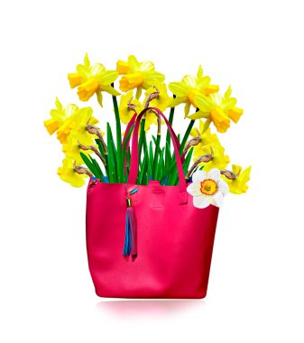 våren blommor narcissus isolerad på vit bakgrund