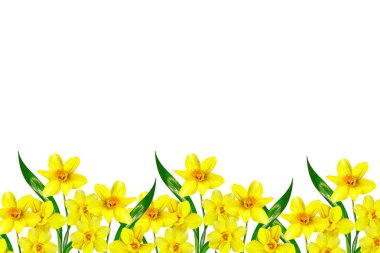 våren blommor narcissus isolerad på vit bakgrund