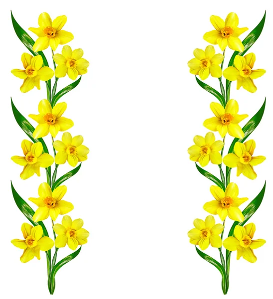 Spring flowers narcissus isolated on white background — Stock Photo, Image