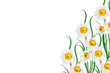 våren blommor narcissus isolerad på vit bakgrund