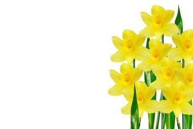 våren blommor narcissus isolerad på vit bakgrund