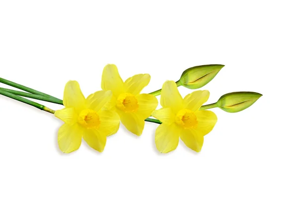 Våren blommor narcissus isolerad på vit bakgrund — Stockfoto