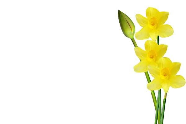 Fiori primaverili narciso isolato su sfondo bianco — Foto Stock