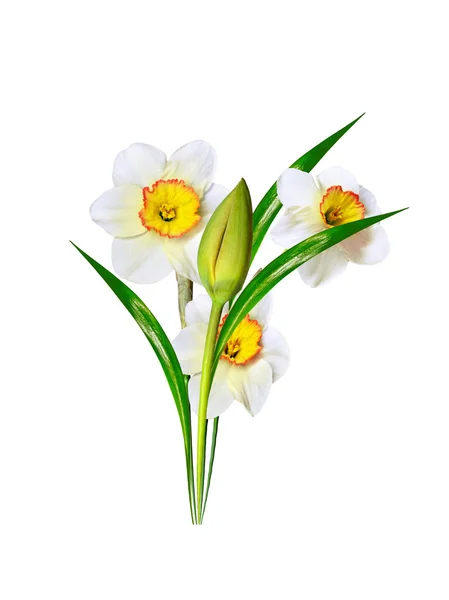 Νάρκισσος λουλούδια άνοιξη που απομονώνονται σε λευκό φόντο — Φωτογραφία Αρχείου