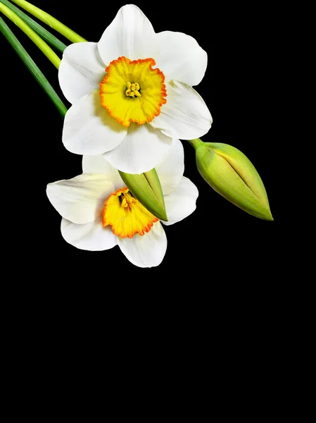 Narcyz wiosna kwiaty na białym tle na czarnym tle — Zdjęcie stockowe