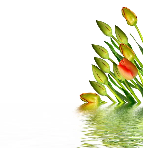 Spring flowers tulips isolated on white background. beautiful fl — Stock Photo, Image