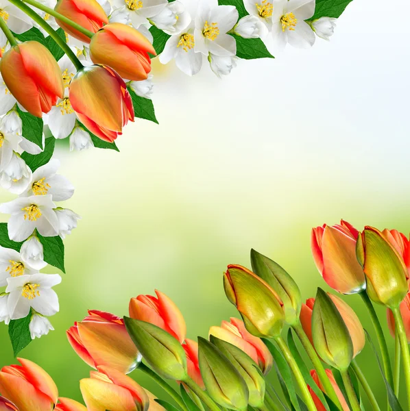 Vit jasmin blomma. — Stockfoto