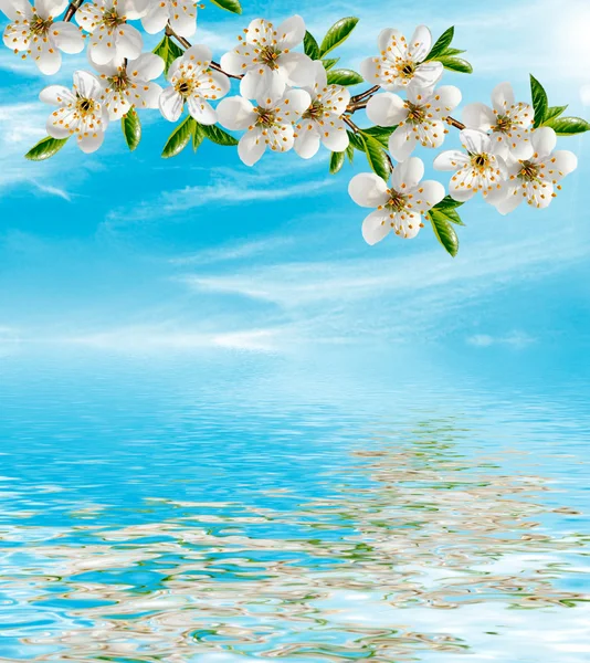 Cereja florida. Primavera jardim florido . — Fotografia de Stock
