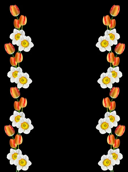 Jarní květiny Narcis izolovaných na černém pozadí — Stock fotografie