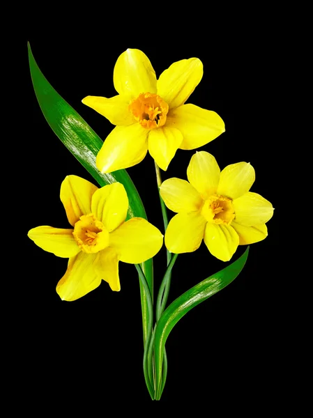 Spring flowers narcissus isolated on black background — Stock Photo, Image