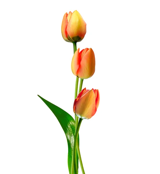 Spring flowers tulips isolated on white background. — Stock Photo, Image