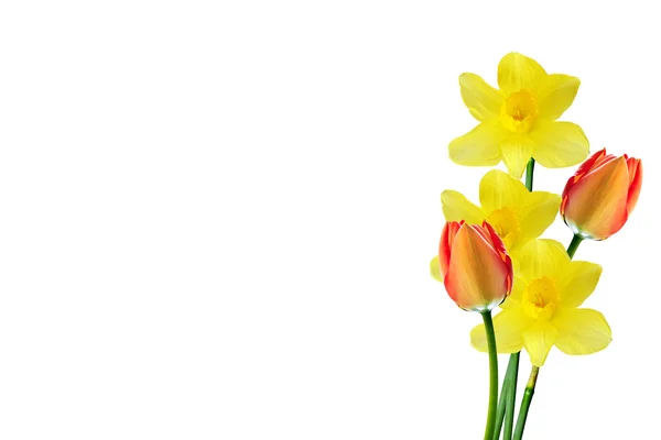 Lente bloemen narcissus geïsoleerd op witte achtergrond — Stockfoto