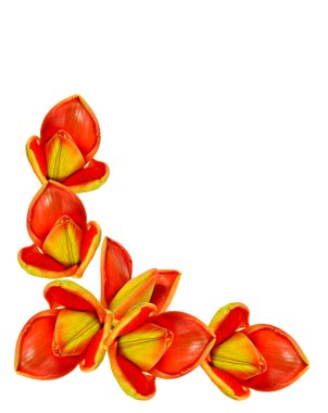 bahar çiçekleri beyaz arkaplanda izole laleler. 